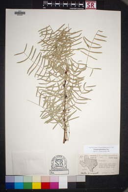 Prosopis glandulosa image