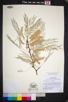 Prosopis glandulosa image