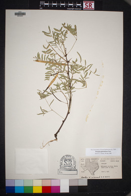 Prosopis glandulosa image