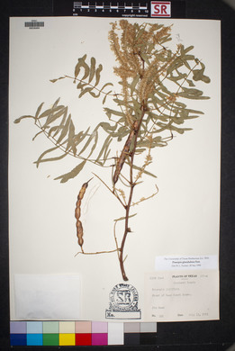 Prosopis glandulosa image