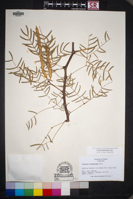 Prosopis glandulosa image