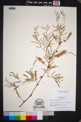 Prosopis glandulosa image