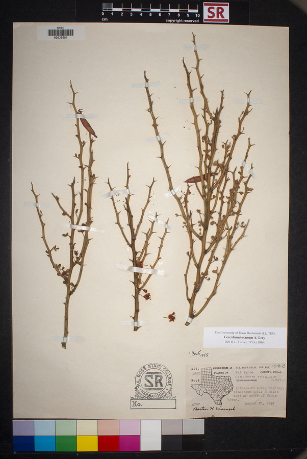 Parkinsonia texana var. texana image