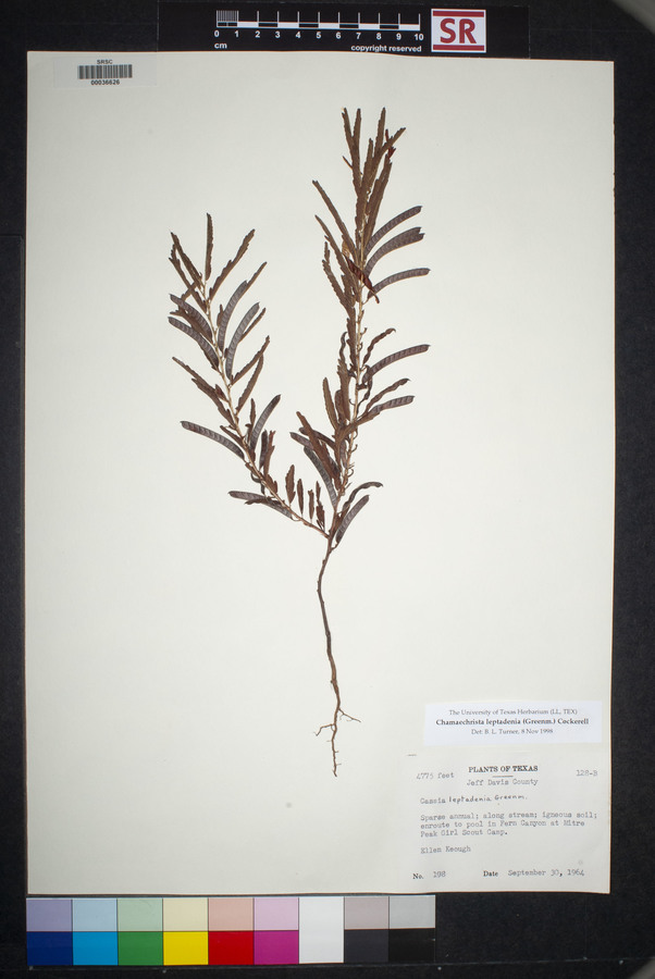 Chamaecrista leptadenia image