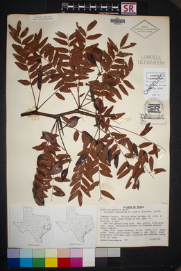 Gleditsia aquatica image