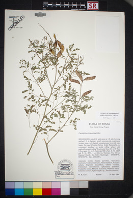 Caesalpinia wootonii image