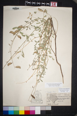 Caesalpinia wootonii image