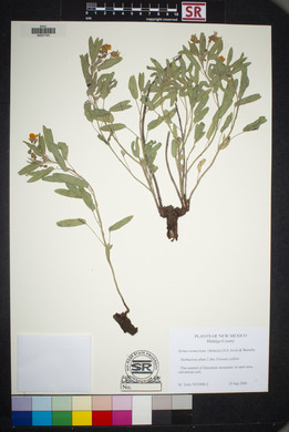 Senna roemeriana image