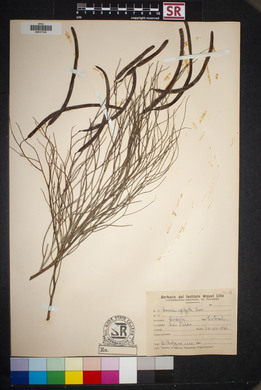 Cassia aphylla image