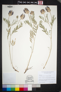 Astragalus agrestis image