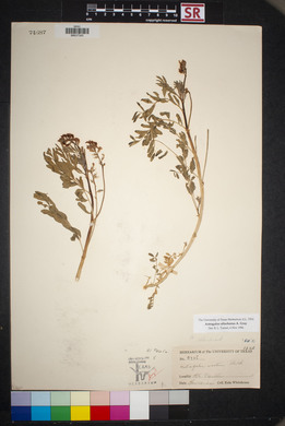 Astragalus allochrous image