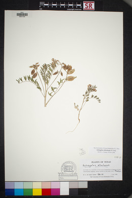 Astragalus allochrous image