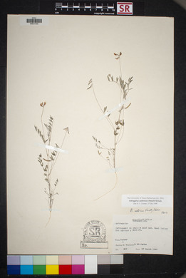 Astragalus nuttallianus image