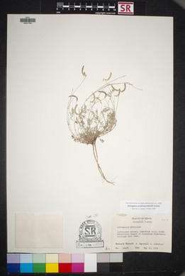 Astragalus nuttallianus image