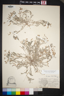 Astragalus nuttallianus var. austrinus image