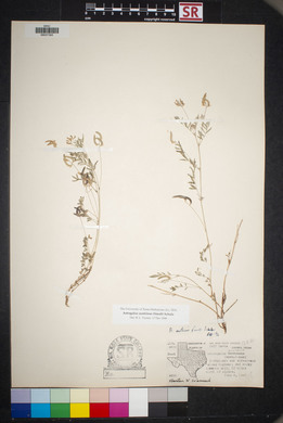 Astragalus nuttallianus image