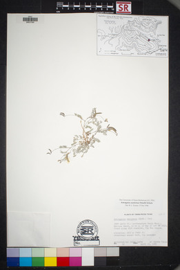 Astragalus nuttallianus var. austrinus image