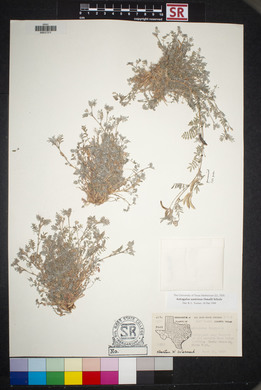 Astragalus nuttallianus var. austrinus image