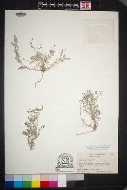 Astragalus nuttallianus image