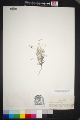 Astragalus nuttallianus image