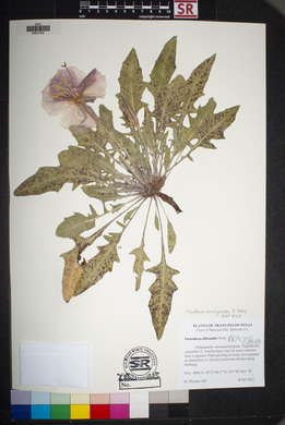 Oenothera brachycarpa image