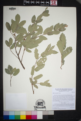 Quercus grisea image