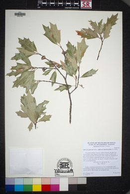 Quercus gravesii image