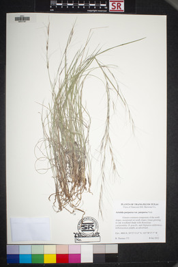 Aristida purpurea var. purpurea image