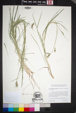 Heteropogon contortus image