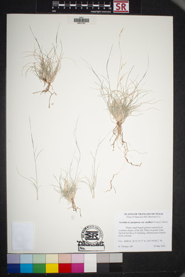 Aristida purpurea var. nealleyi image