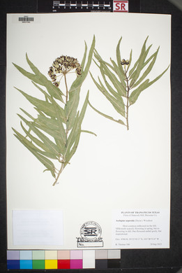 Asclepias asperula image