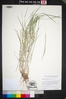 Digitaria californica image