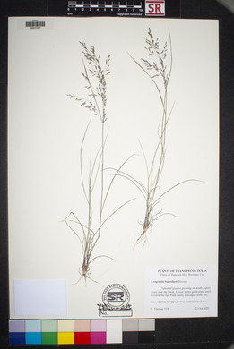 Eragrostis barrelieri image