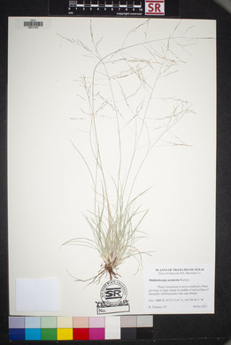 Muhlenbergia arenicola image