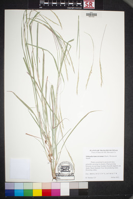 Schizachyrium cirratum image