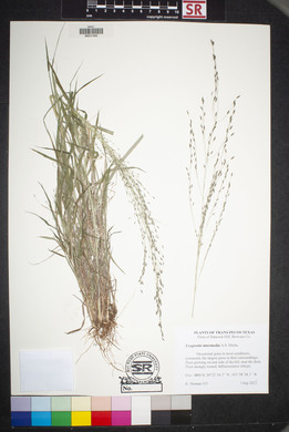 Eragrostis intermedia image