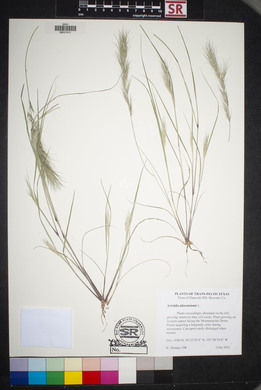 Aristida adscensionis image