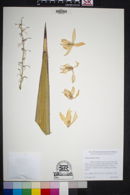 Yucca torreyi image