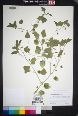 Physalis hederifolia image