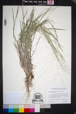 Digitaria pubiflora image