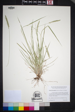 Setaria leucopila image