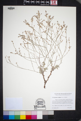 Eriogonum wrightii image