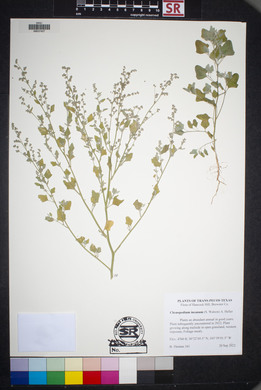 Chenopodium incanum image