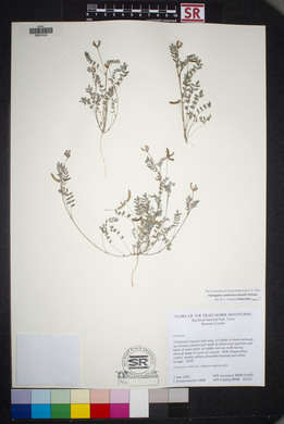 Astragalus nuttallianus var. austrinus image