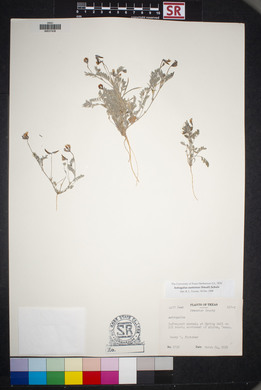 Astragalus nuttallianus image