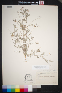 Astragalus nuttallianus image