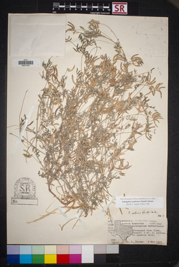 Astragalus nuttallianus image