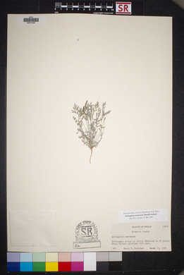 Astragalus nuttallianus var. austrinus image