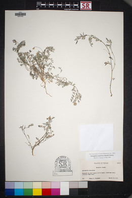 Astragalus nuttallianus image