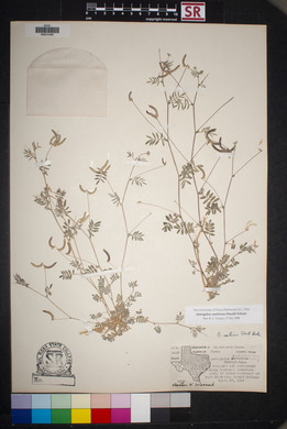 Astragalus nuttallianus image